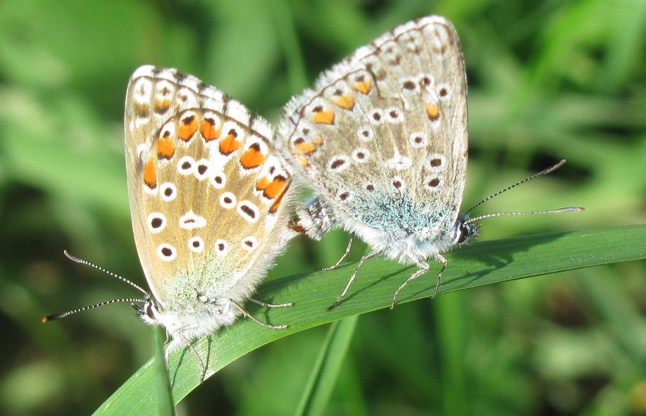 Polyommatus icarus?